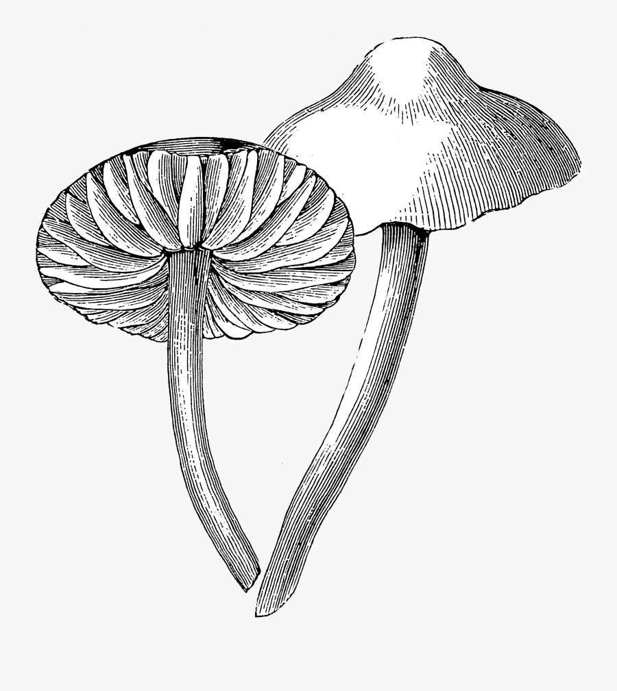 Mushroom Art Black Png, Transparent Clipart