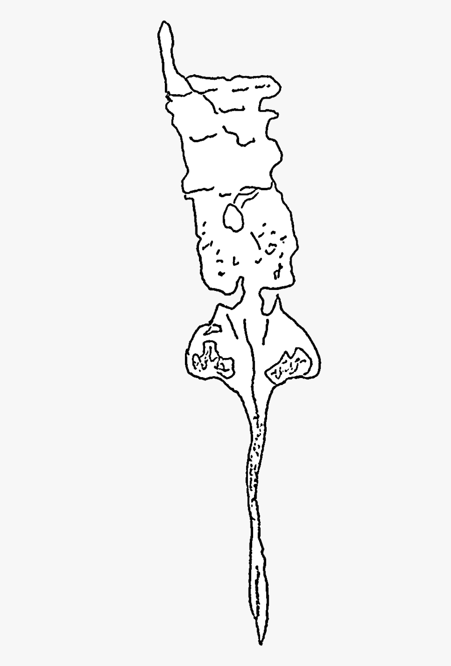 Salteropterus Fossil - Line Art, Transparent Clipart