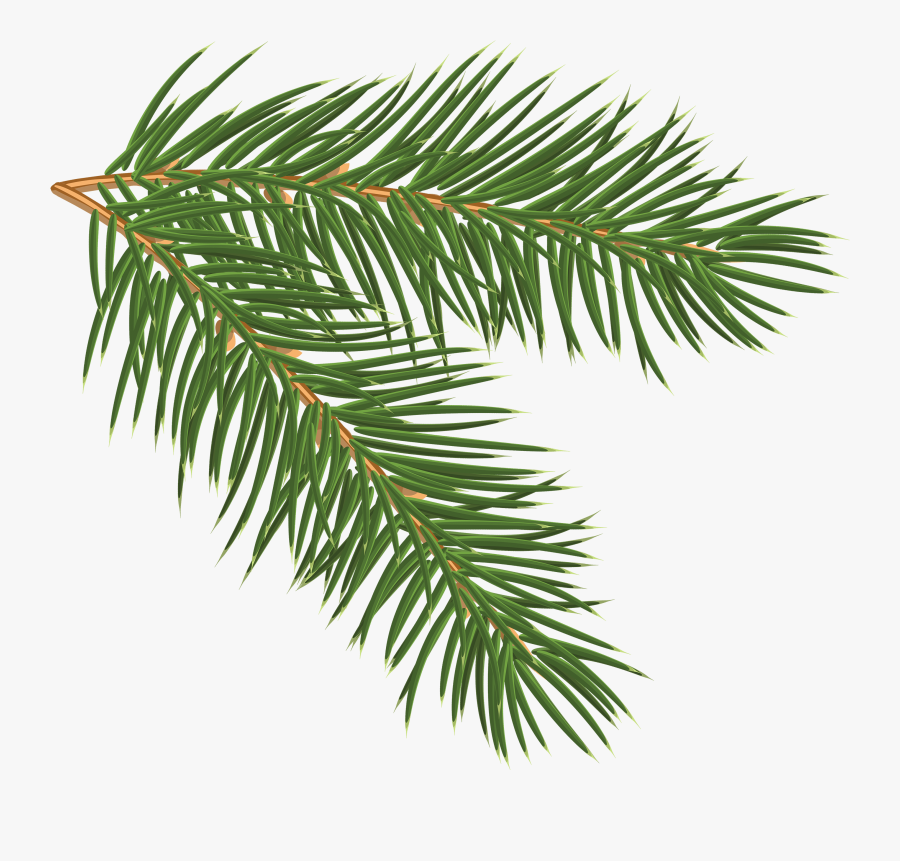 Transparent Tree Limb Png - Pine Branch Png, Transparent Clipart