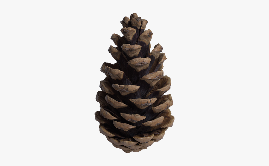 Pine Cones Png - Tree Cone Png, Transparent Clipart