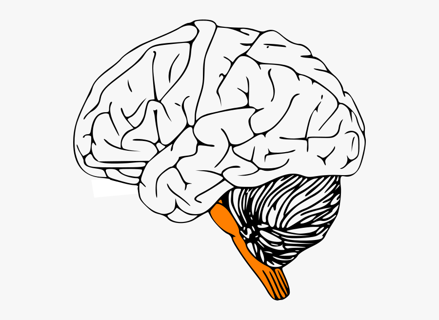 Brain Clip Art, Transparent Clipart