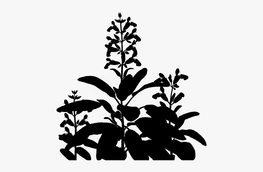 Flowering Leaf Plant Stem Download Free Image Clipart - Silhouette, Transparent Clipart