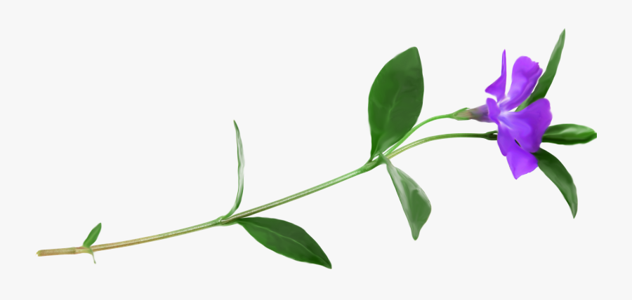 Petal Plant Stem Flower Clip Art - Periwinkle, Transparent Clipart