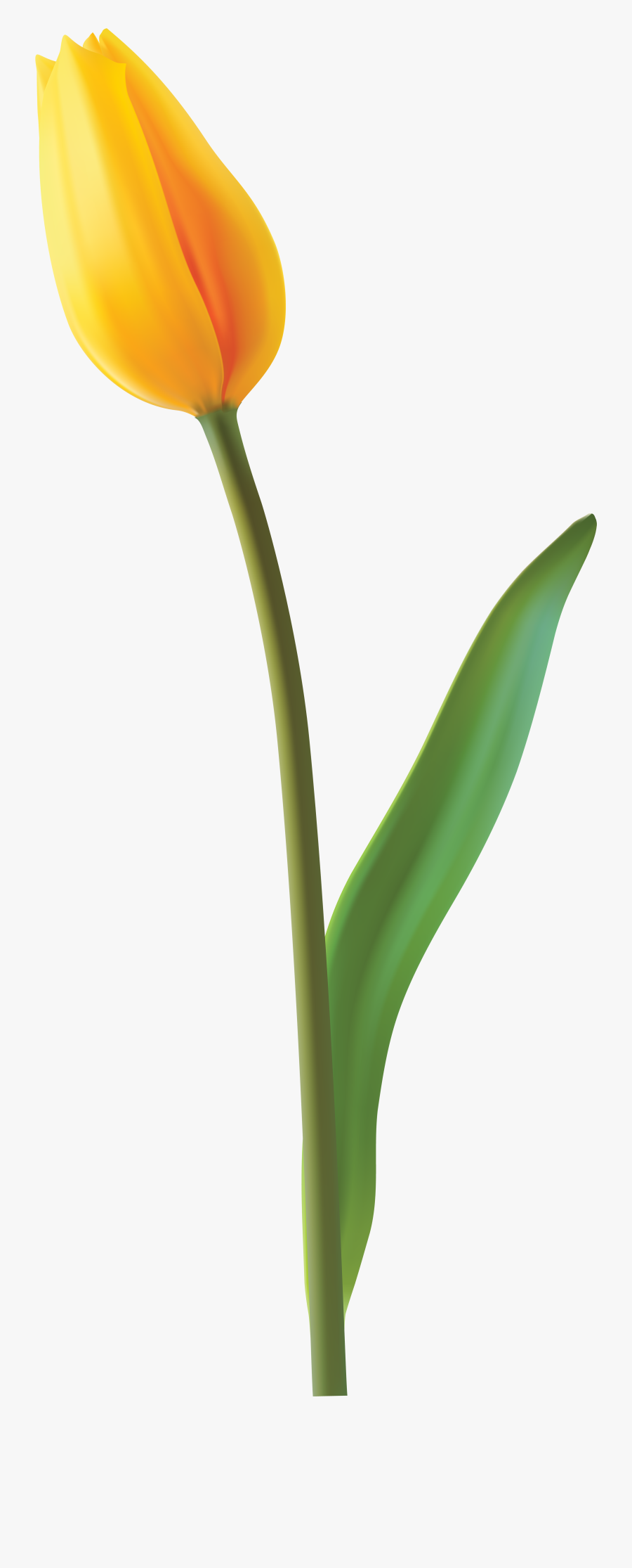 Closed Yellow Tulip Png Clip Art Image - Transparent Yellow Tulip Png, Transparent Clipart
