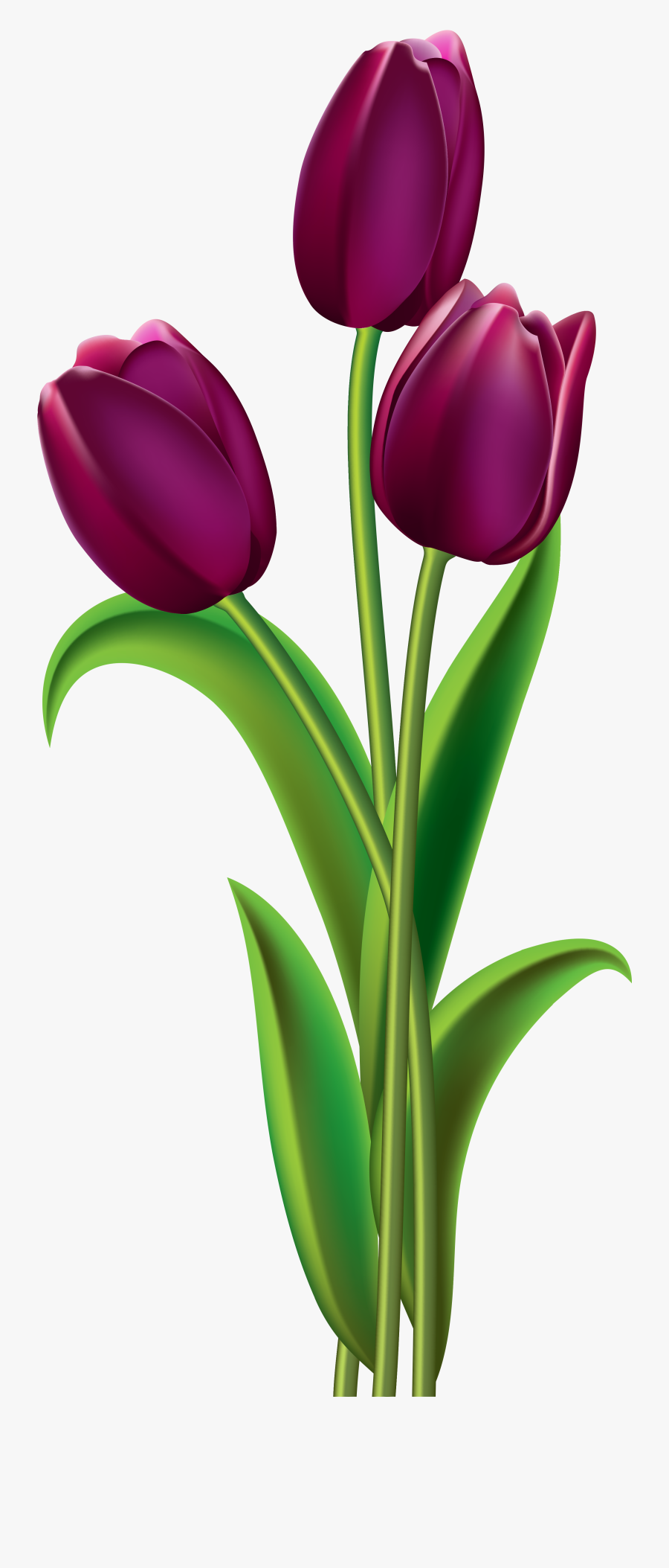Transparent Tulip Clear Background, Transparent Clipart