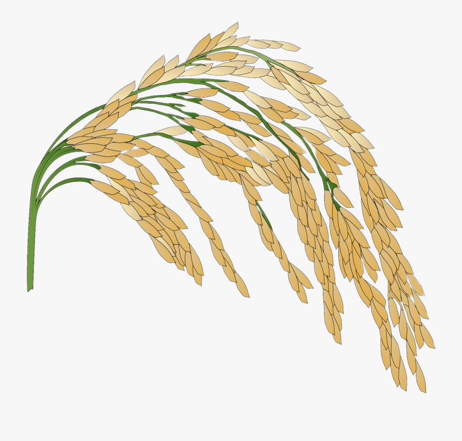 Rice Plant Illustration Clip Arts - Rice Plant Transparent Background, Transparent Clipart