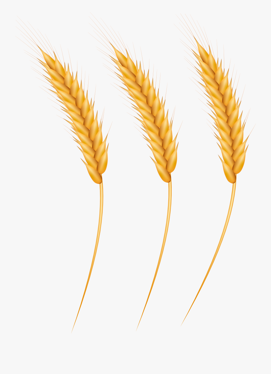 Grain Of Rice Clipart - Clip Art Wheat Grain, Transparent Clipart