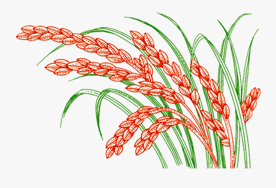 Paddy Field, Transparent Clipart