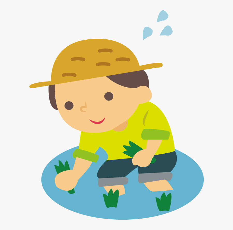 Rice Can Also Be Grown In A Bucket Or Planter At Home - Planting Rice Clipart, Transparent Clipart