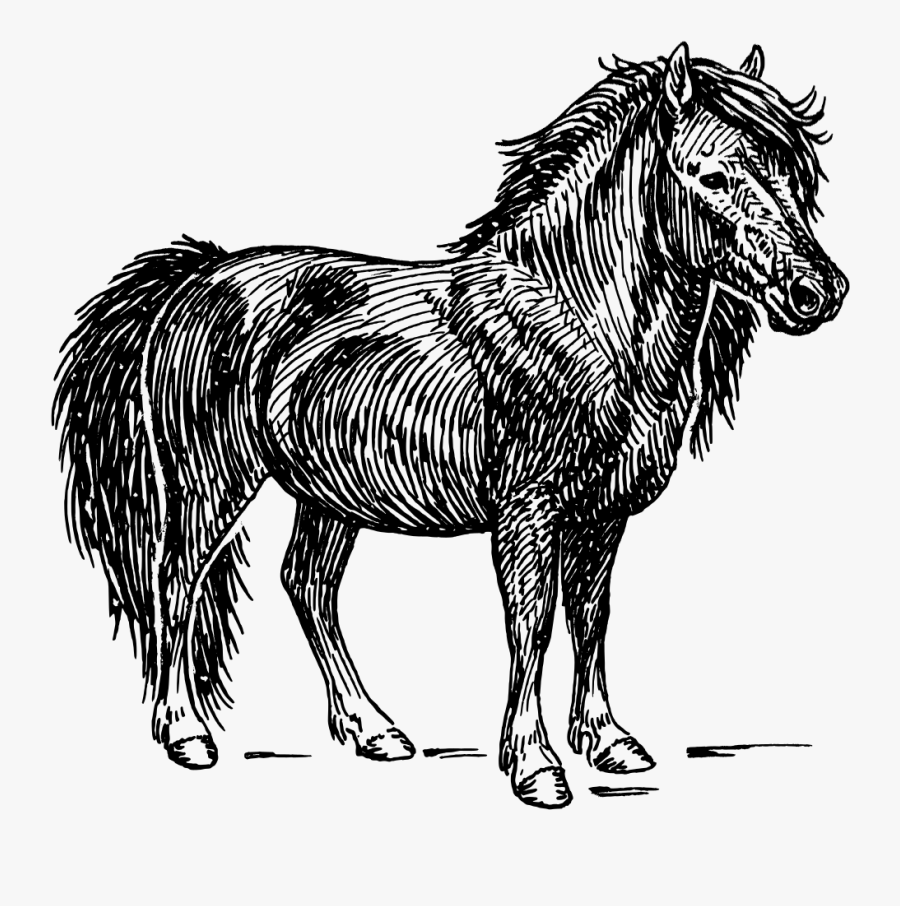 Shetland Pony - Shetland Pony Clipart, Transparent Clipart