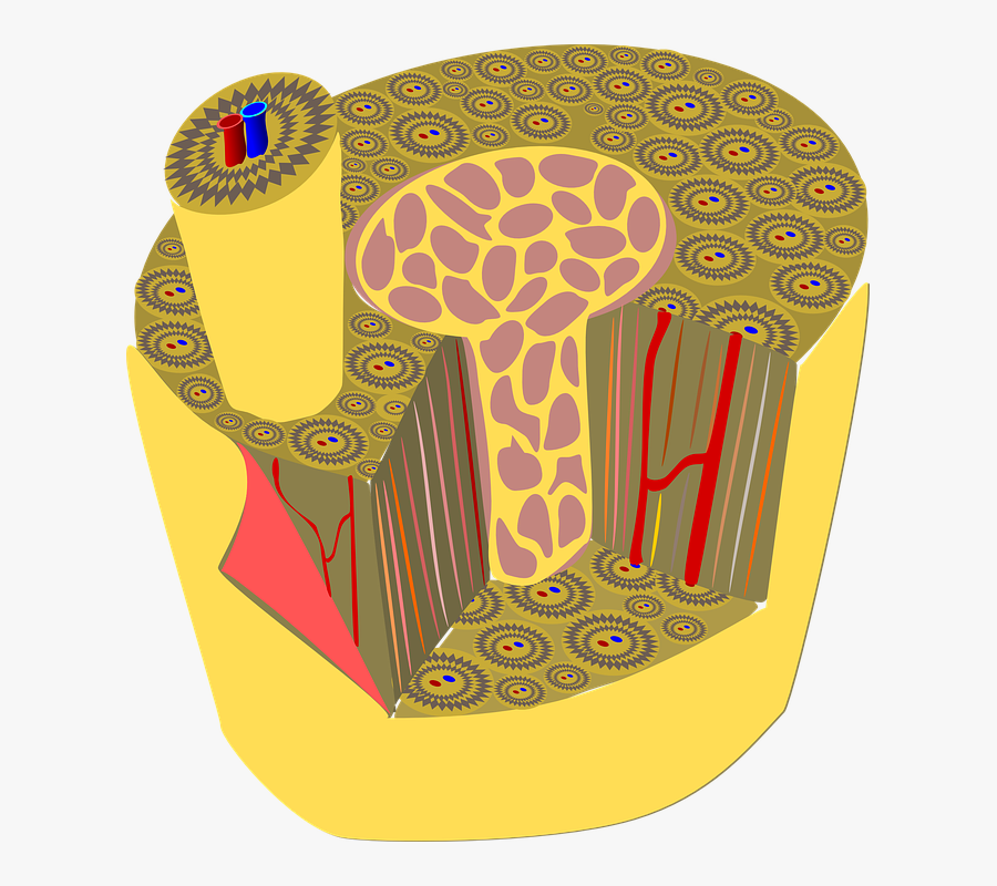 Bone, Tissue, Anatomy, Lamellae, Human, Lacunae - Tecido Osseo Png, Transparent Clipart