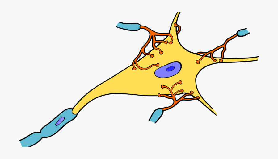 Functional Roles Of Neurones, Nerves And Myelinated - Nerve Png Cartoon, Transparent Clipart
