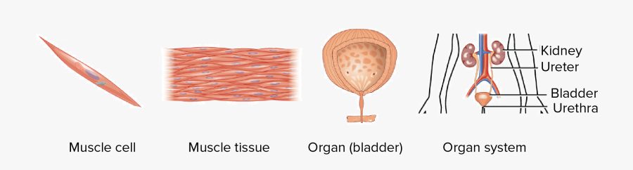 Svg Freeuse Stock Human Organ System Fosfe - Cells To Tissues To Organs, Transparent Clipart