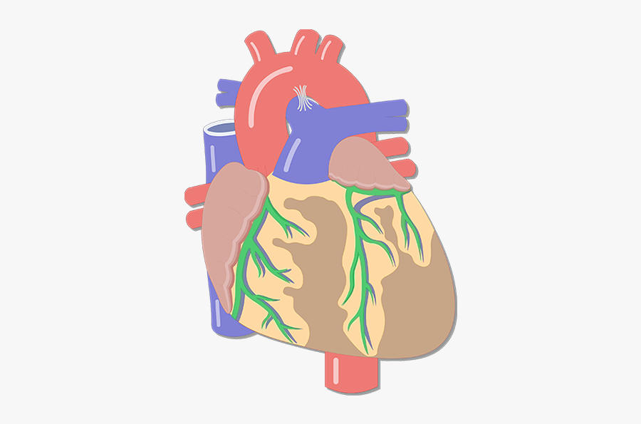 Clip Art Cardiac Muscle Tissue Coronary - 8 Blood Vessels Of The Heart, Transparent Clipart