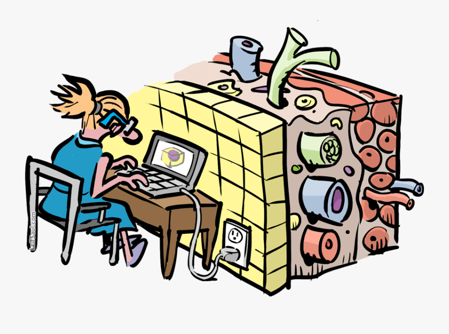 Connective Tissue, The Inner Part Of The Wall That - Cartoon, Transparent Clipart