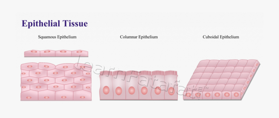 Animal And Its Functions - Australian Department Of Immigration And Citizenship, Transparent Clipart