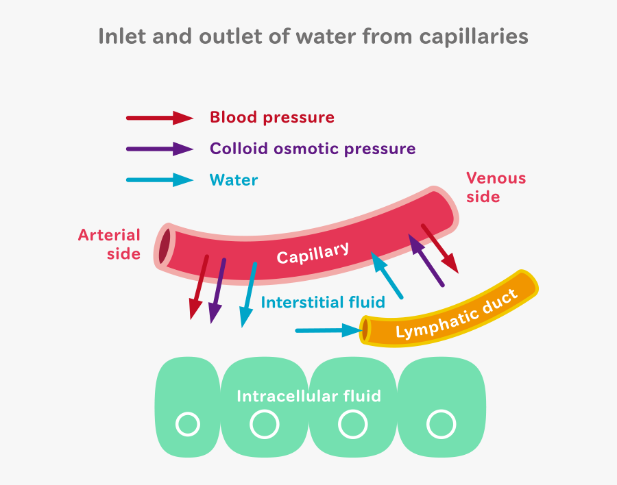 Body Water Distribution Humans, Transparent Clipart