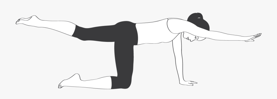 Clip Art Bird Dog Stretch - Pilates, Transparent Clipart