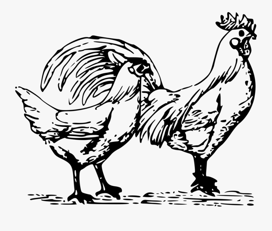 Art,livestock,fowl - Poultry Clipart, Transparent Clipart