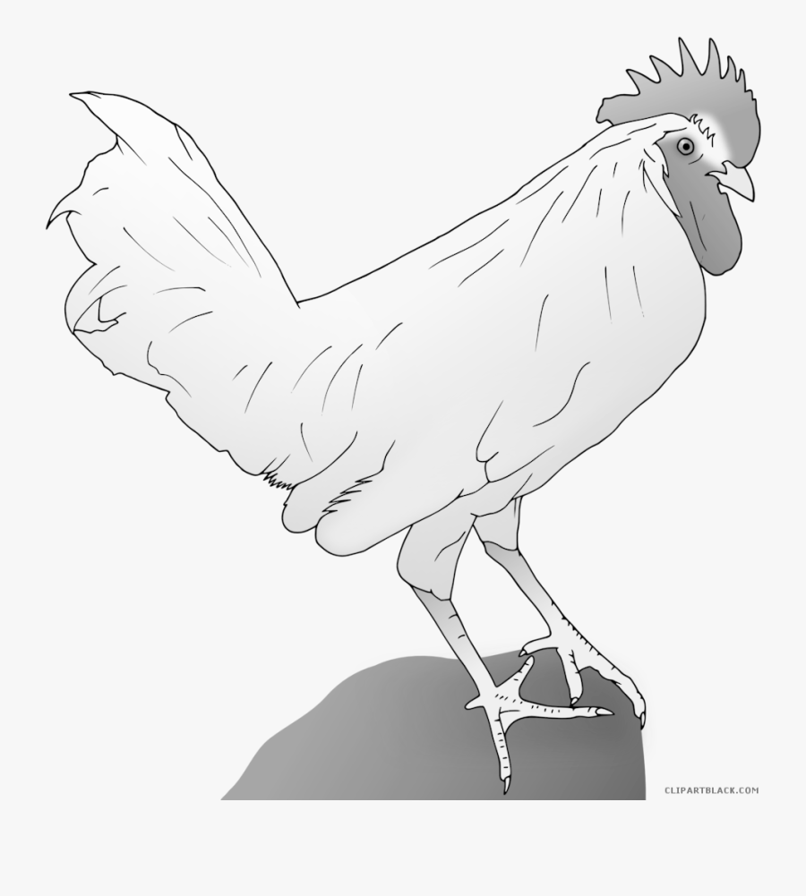 Chicken Animal Free Black White Clipart Images Clipartblack - Clip Art, Transparent Clipart