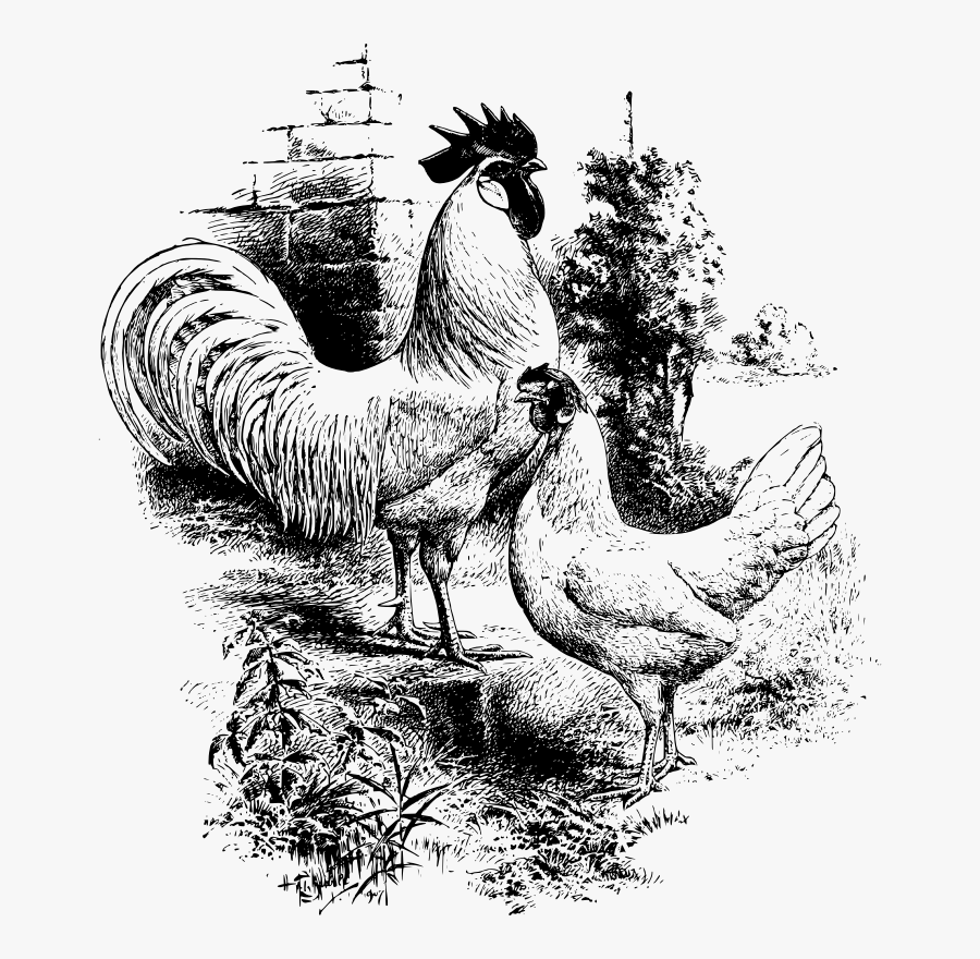 Transparent Rooster Clipart - Chicken Line Drawing Rooster, Transparent Clipart