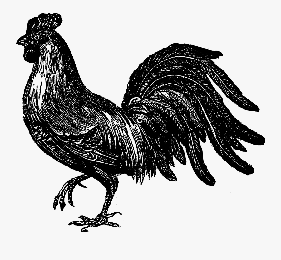 Clip Art Rooster Illustrations - Rooster, Transparent Clipart