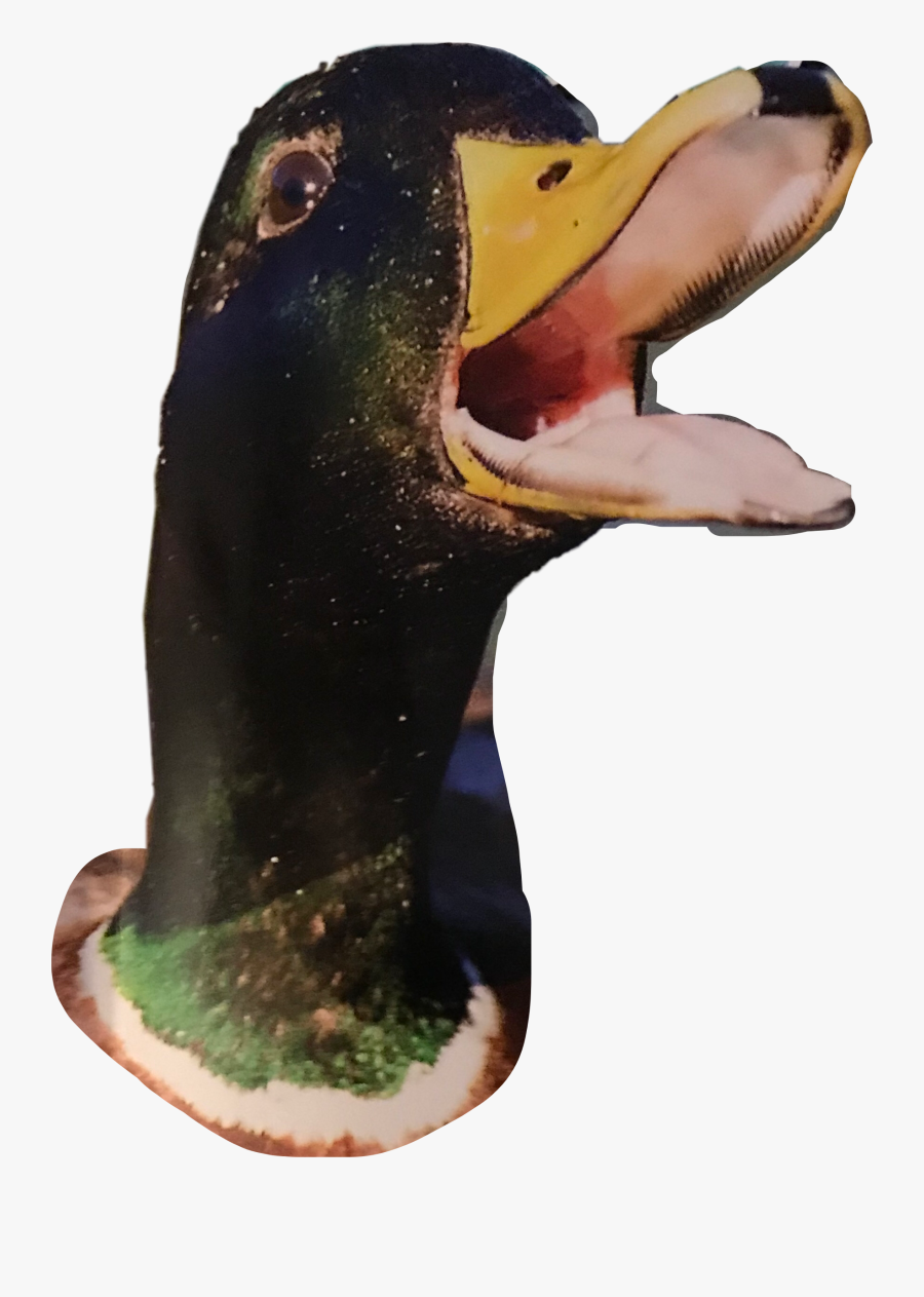 Transparent Quack Clipart - Duck Head Transparent, Transparent Clipart