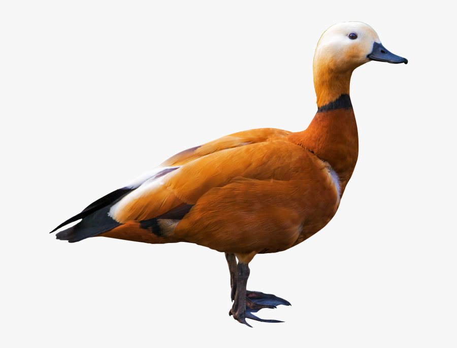 Bird Png - Shelduck Png, Transparent Clipart