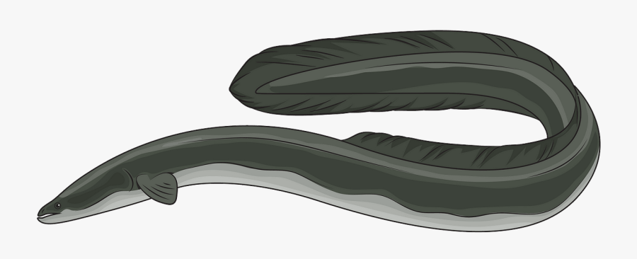 Clothes Hanger, Transparent Clipart