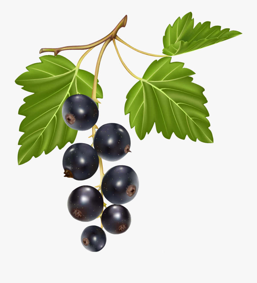 Blueberries Png Clipart - Lombardi's Restaurant, Transparent Clipart