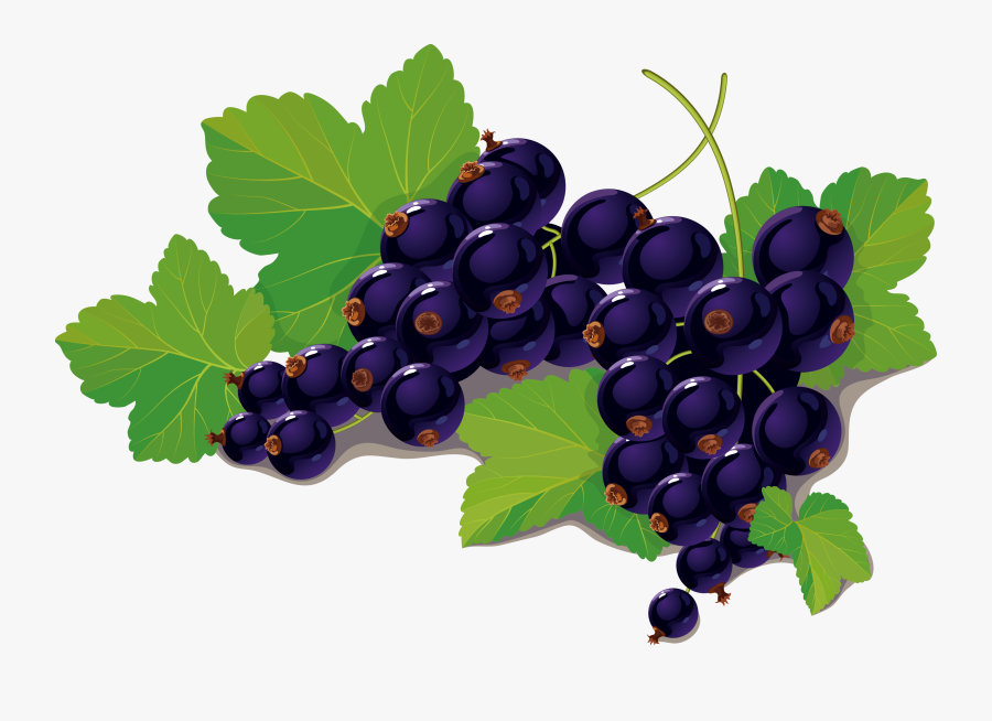 Blueberry Vector - Blackcurrant Png, Transparent Clipart
