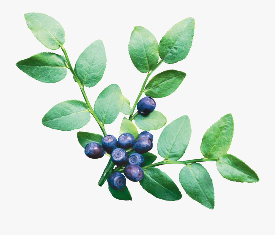 Blueberry Bush Clipart Png, Transparent Clipart