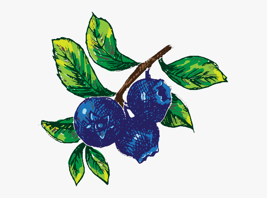 Hand Drawn Blueberry Image - Blaubeeren Gezeichnet, Transparent Clipart
