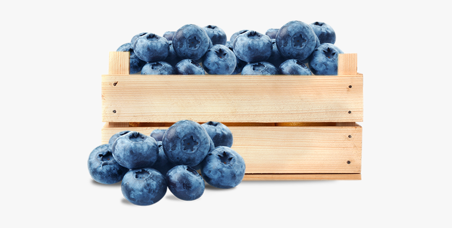 Clip Art Mold On Blueberries - 1 Cup Of Blueberries Png, Transparent Clipart