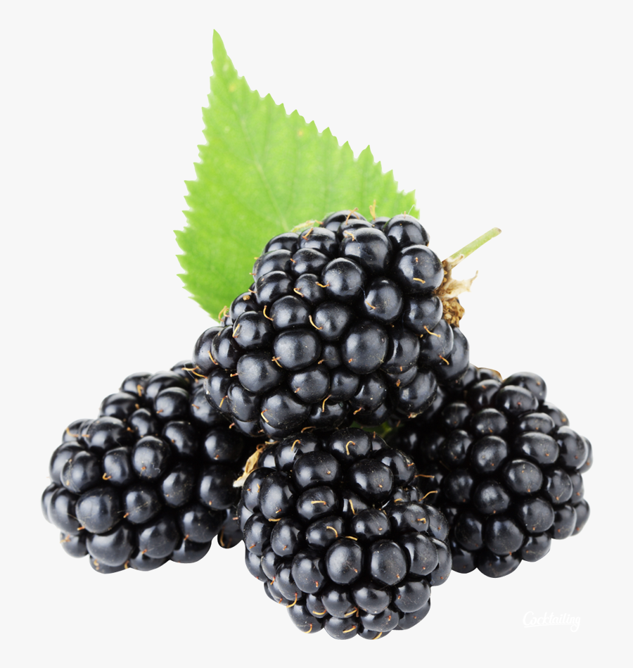 Blackberries Transparent, Transparent Clipart
