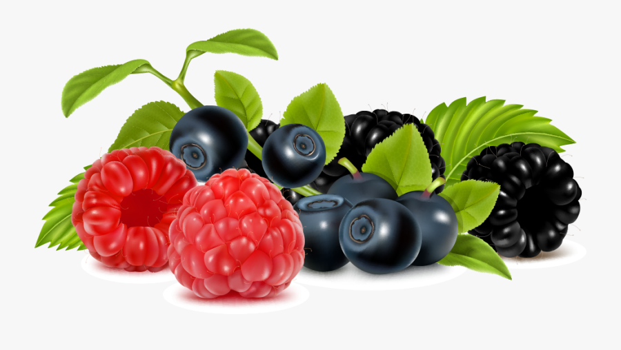Berries Vector, Transparent Clipart
