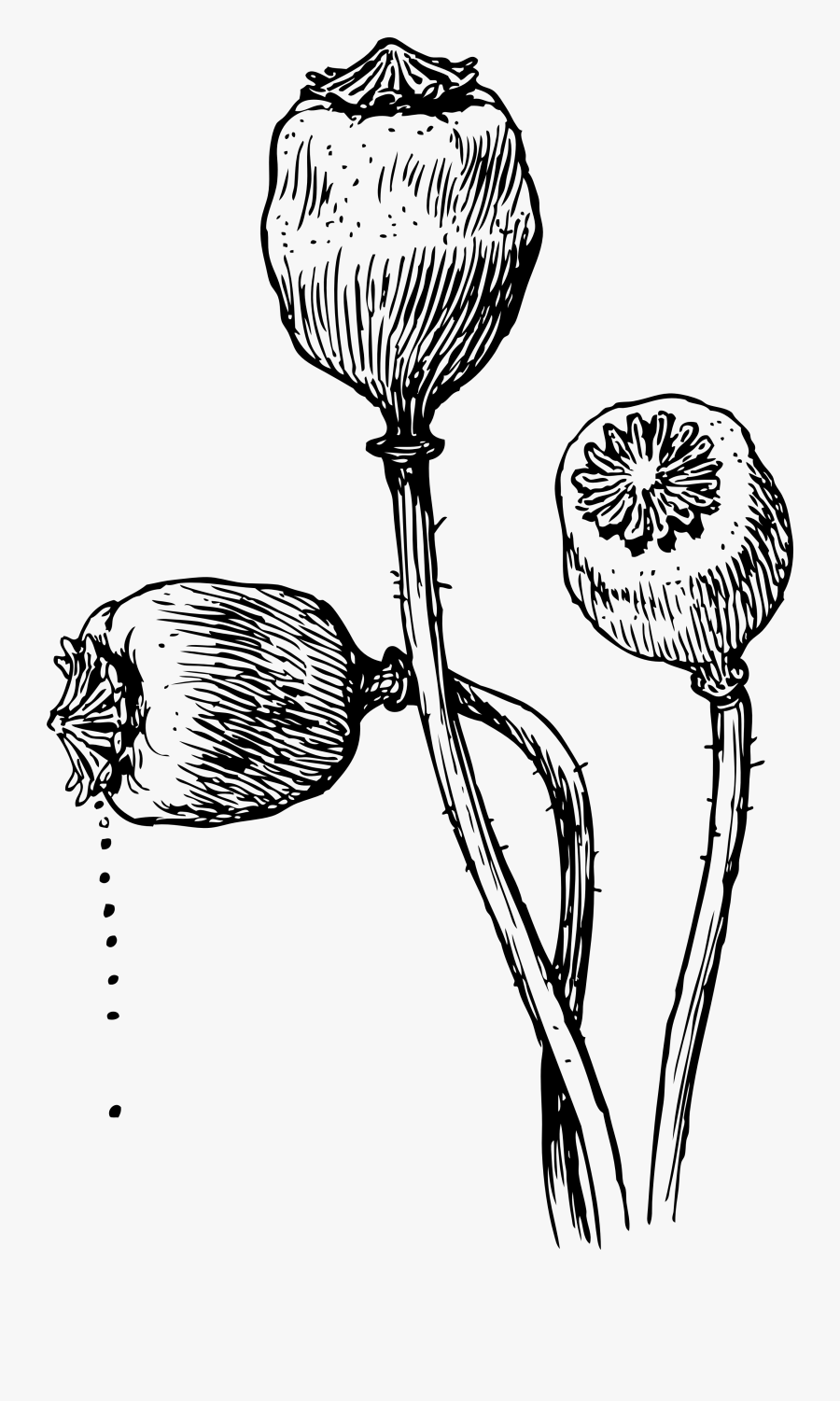 Pin By Toria Cf On Tattoo - Opium Poppy Plant Drawing, Transparent Clipart