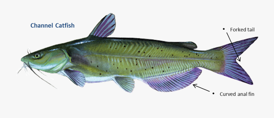 Clip Art Cat Fish Photo - Channel Catfish, Transparent Clipart