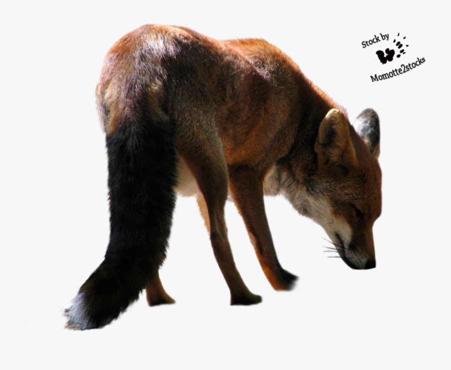 Fox Png Clipart - Cut Out Fox, Transparent Clipart