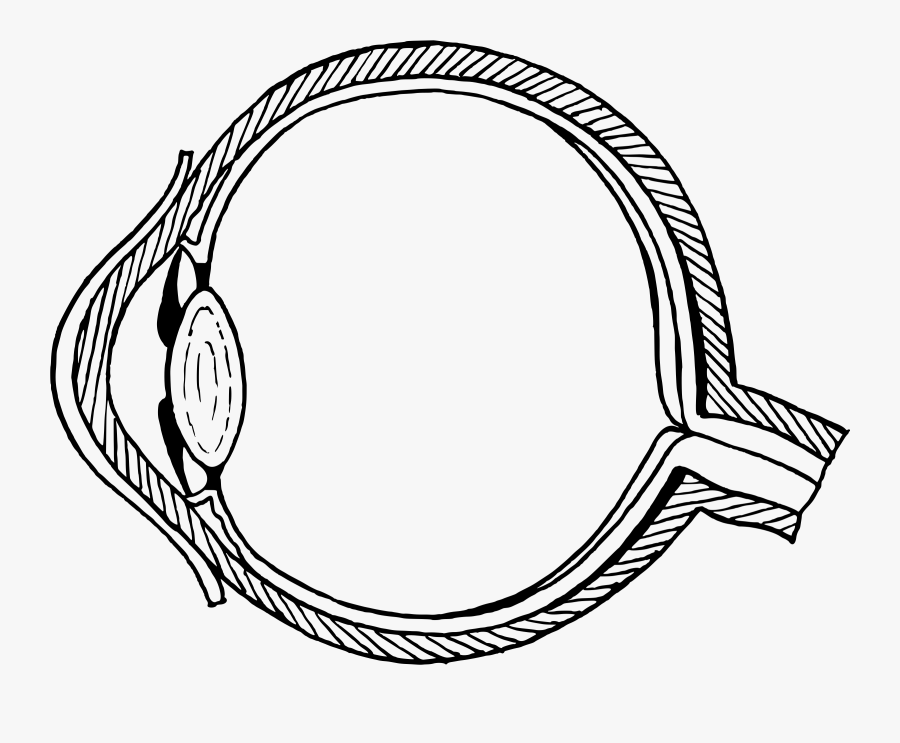 Onlinelabels Clip Art - Diagram Of The Eye Without Labels, Transparent Clipart