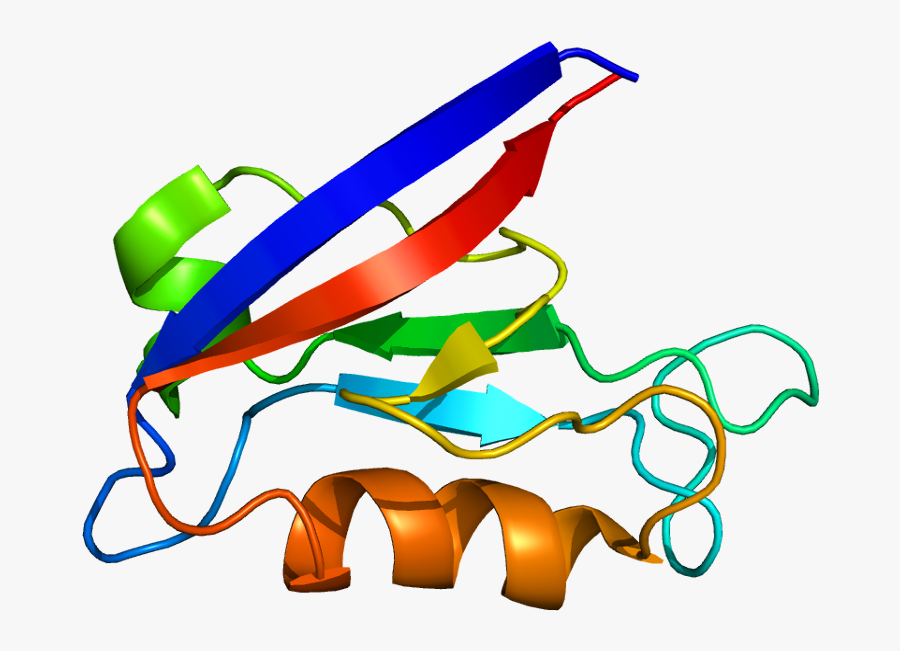 Transparent Sphygmomanometer Clipart - Dlg2 Gene, Transparent Clipart
