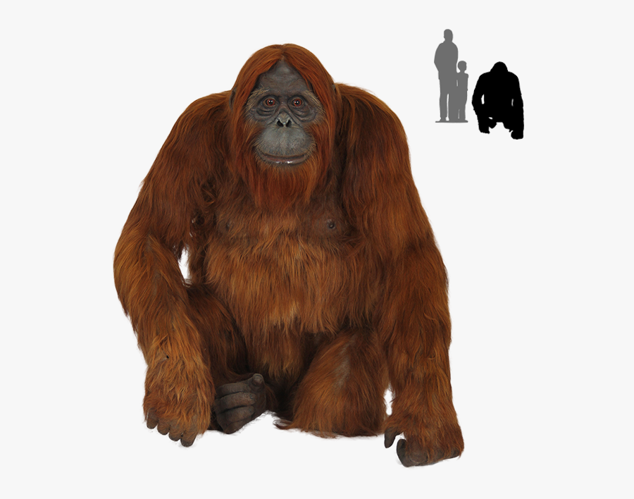 Orangutan Png - Bornean Orangutan Png, Transparent Clipart