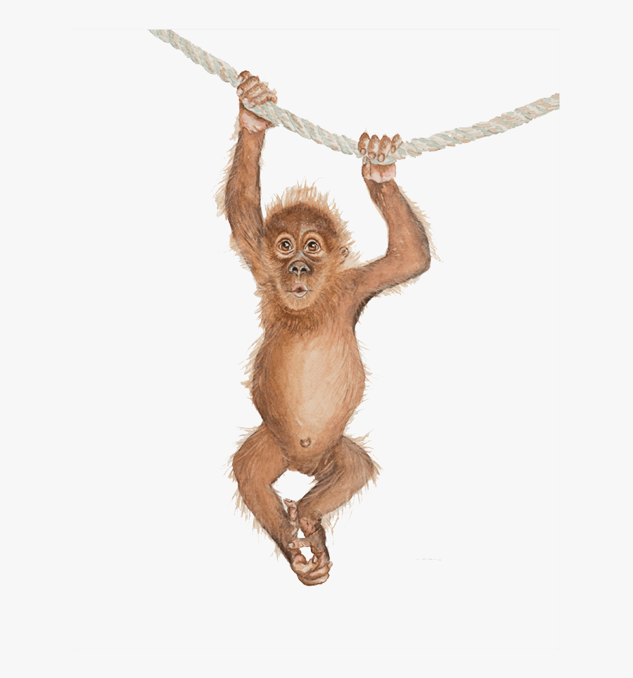Orangutan Png Clipart - Animated Cute Orangutan Baby Orangutan Cartoon Orangutan, Transparent Clipart