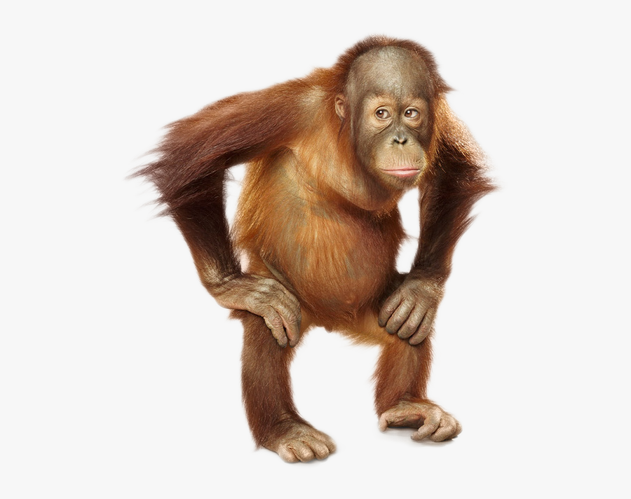 31362 - Orangutan Png, Transparent Clipart