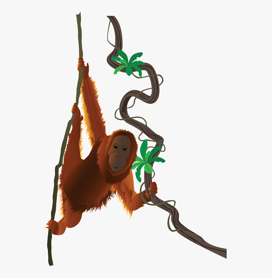 Orangutan,primate,new World Monkey,clip Art,tail - Orangutan Clipart Png, Transparent Clipart