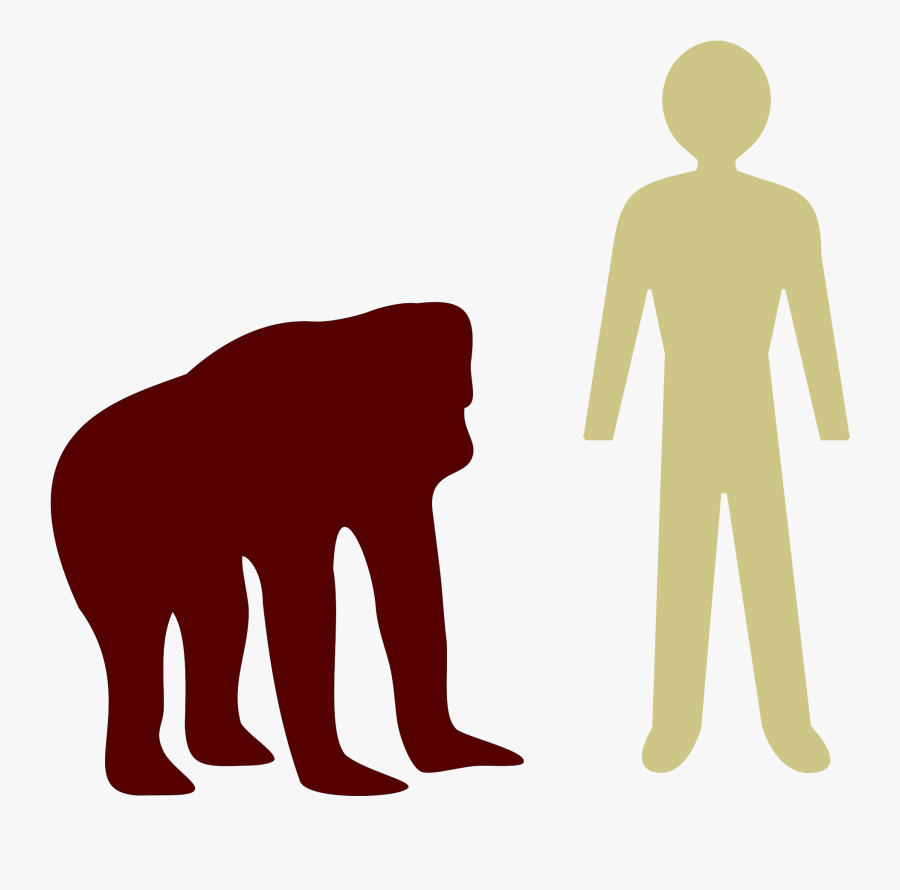 ملف - Orangutan-human Comparison - Svg - Orangutan - Height Of An Orangutan, Transparent Clipart