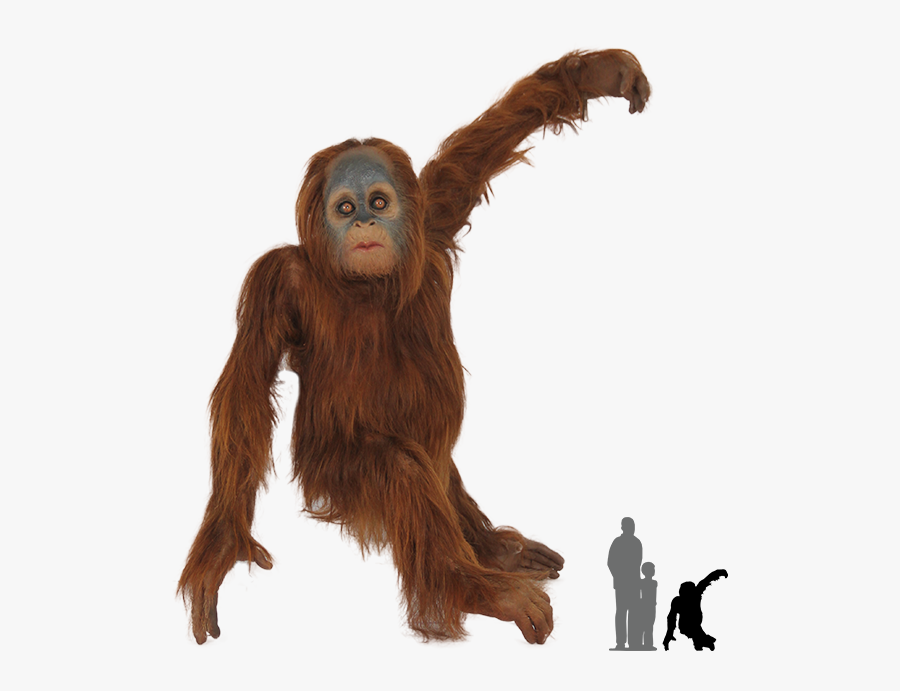 Orangutan Png - Sumatran Orangutan Png, Transparent Clipart
