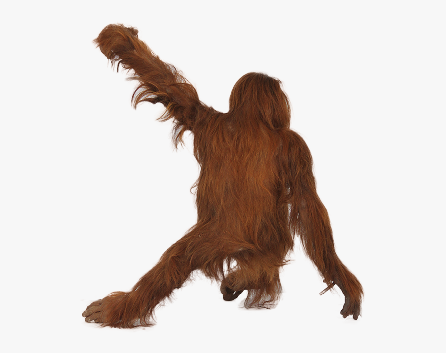31375 - Orangutan With A Background, Transparent Clipart