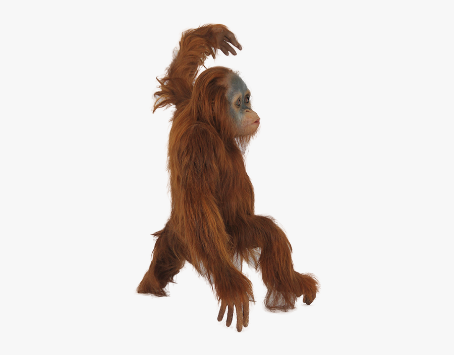 Orangutan Png, Transparent Clipart