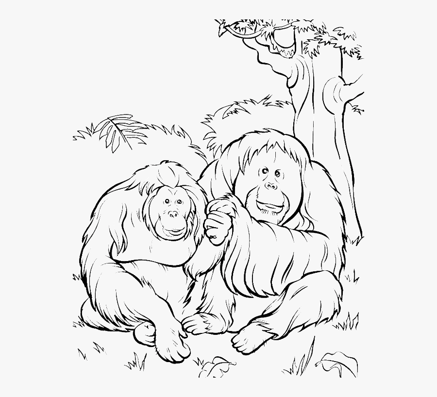 Orangutan Coloring, Transparent Clipart